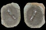 Unidentified Fossil Shrimp (Pos/Neg) - Mazon Creek #70623-1